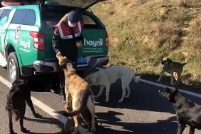 Çanakkale'de jandarma ekipleri sokak hayvanlarını besledi - Çevre