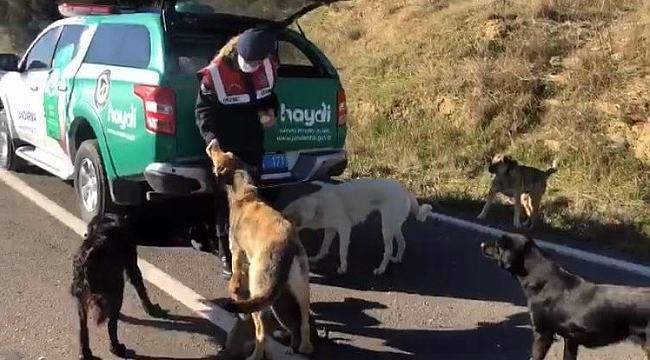 Çanakkale'de jandarma ekipleri sokak hayvanlarını besledi - Çevre