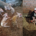 Biga’da bir koyun tek batında 4 kuzu doğurdu