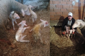 Biga’da bir koyun tek batında 4 kuzu doğurdu