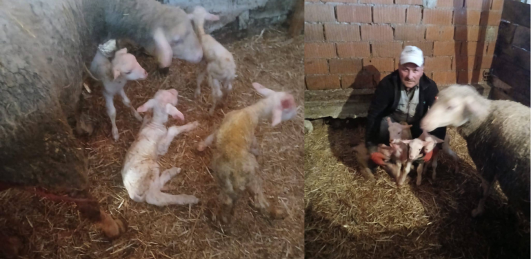 Biga’da bir koyun tek batında 4 kuzu doğurdu