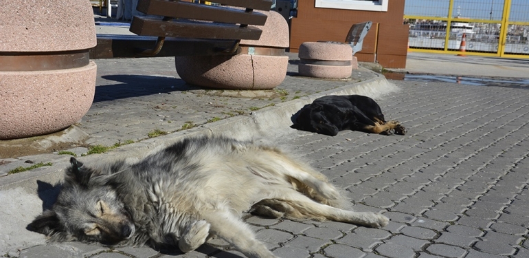 Çanakkale’de sokakta köpek beslemek yasaklandı!