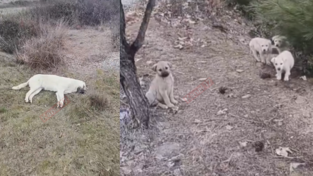 Çanakkale'de yavru köpeklerin annelerini zehirleyip öldürdüler