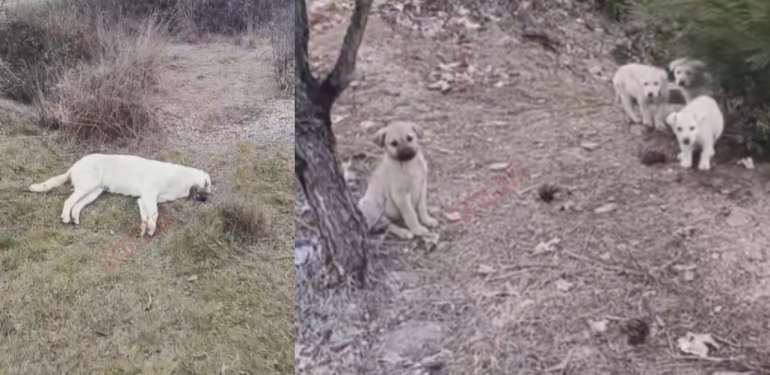 Çanakkale’de yavru köpeklerin annelerini zehirleyip öldürdüler