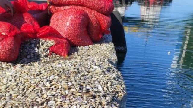 Çanakkale’ye getirilmek istenen 1,5 milyon TL’lik kaçak midye ele geçirildi