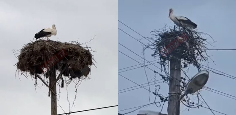 Çanakkale’ye leylekler gelmeye başladı: Köylülerden elektrik şirketine yardım çağrısı