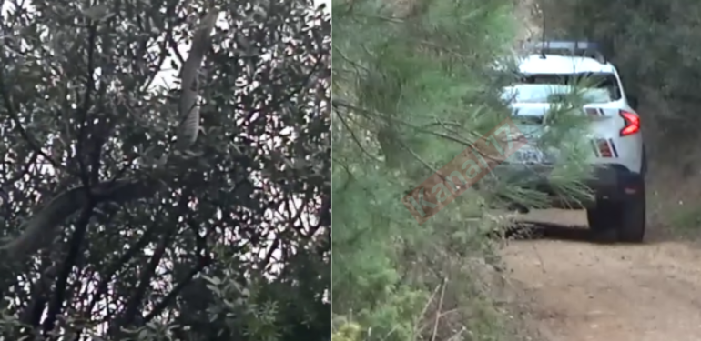 Çanakkale’de dev yılana akın edildi: Jandarma devriye atmaya başladı