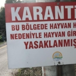Çanakkale’de hayvan karantinası
