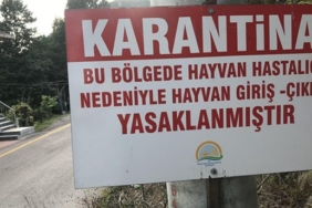 Çanakkale’de hayvan karantinası