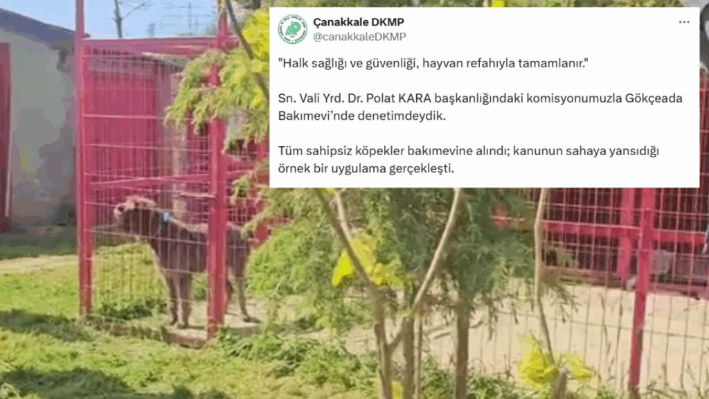Gökçeada'da bütün sahipsiz sokak köpekleri toplandı