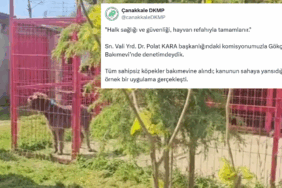 Gökçeada'da bütün sahipsiz sokak köpekleri toplandı