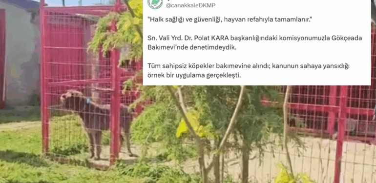 Gökçeada’da bütün sahipsiz sokak köpekleri toplandı