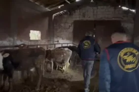 Gökçeada’da hayvan hırsızlığı operasyonu