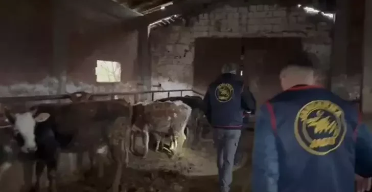 Gökçeada’da hayvan hırsızlığı operasyonu: 11 gözaltı
