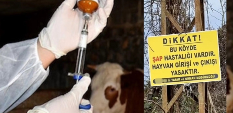 Çanakkale’de hayvan transferleri durduruldu